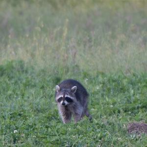 Waschbär