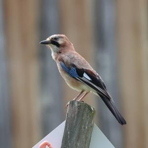 Eurasian Jay