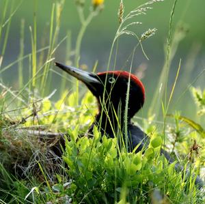 Black woodpecker