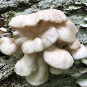 Oyster Mushroom