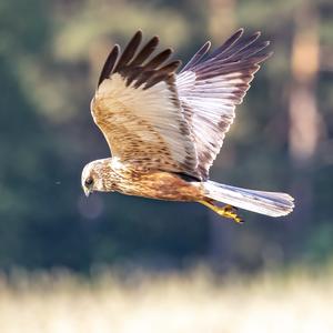 Northern Harrier