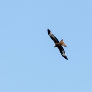 Black Kite