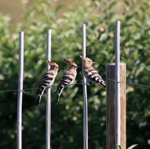 Eurasian Hoopoe