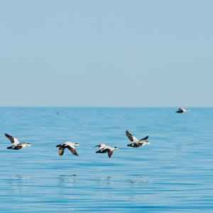 Common Eider