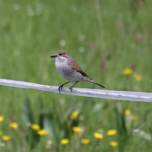 Red-backed Shrike