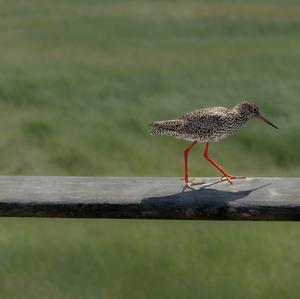 Common Redshank