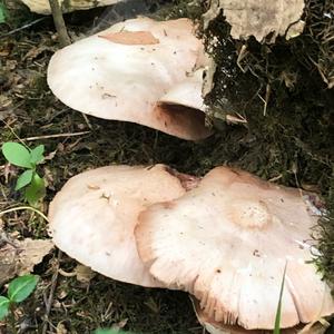 Fawn Mushroom