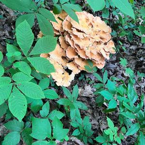 Chicken Mushroom