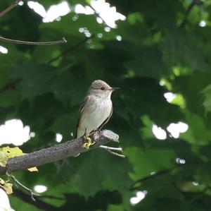 Spotted Flycatcher