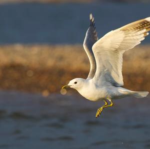 Mew Gull