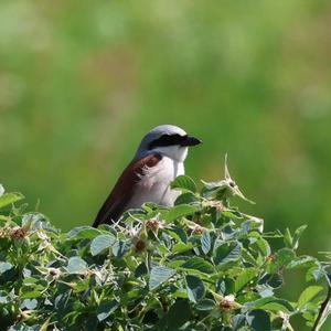 Red-backed Shrike