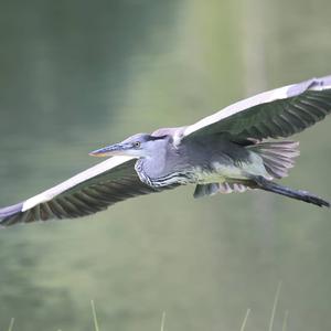 Grey Heron