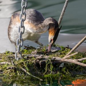 Great Crested Grebe