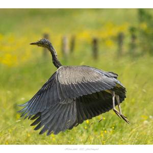 Grey Heron