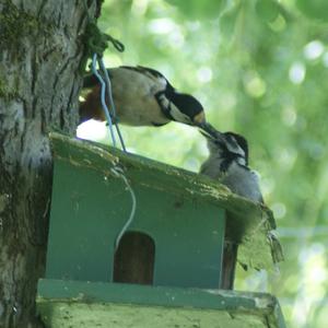 Great Spotted Woodpecker