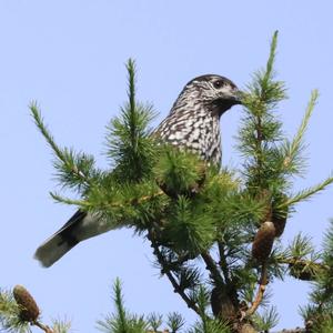 Spotted Nutcracker