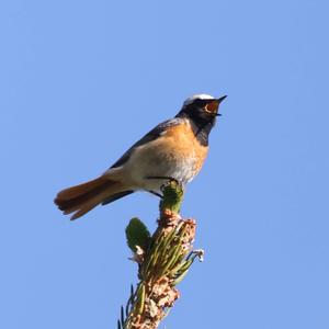 Common Redstart