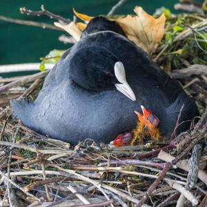 Common Coot