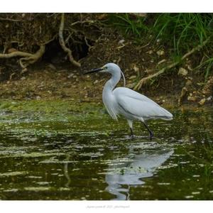 Little Egret