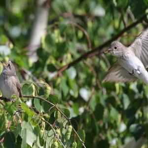 Spotted Flycatcher