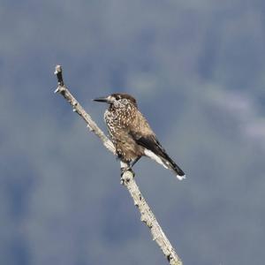 Spotted Nutcracker