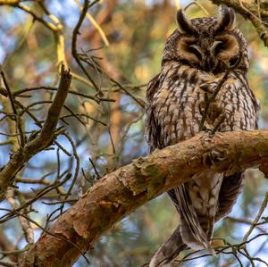 Long-eared Owl