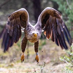 White-tailed Eagle