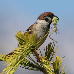 Eurasian Tree Sparrow