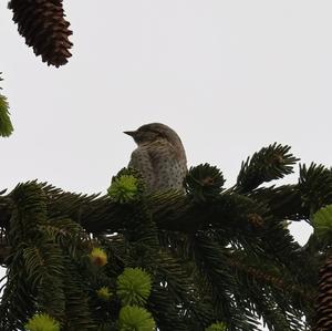 Eurasian Wryneck