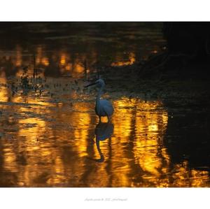 Little Egret