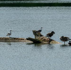 Höckerschwan