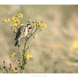 European Goldfinch