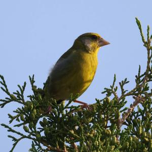 European Greenfinch