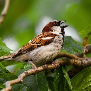 House Sparrow