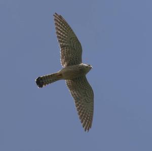 Common Kestrel