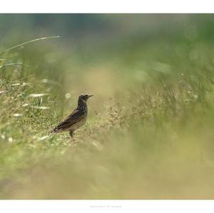 Eurasian Skylark