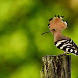 Eurasian Hoopoe