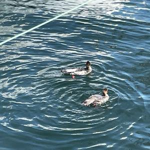 Red-breasted Merganser