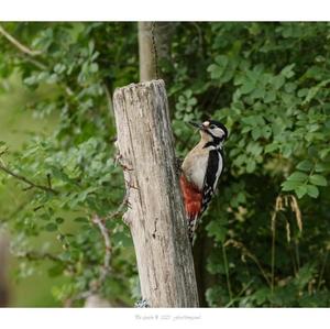 Great Spotted Woodpecker