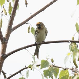 Common Redpoll