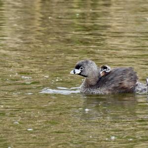 Pied-billed Grebe