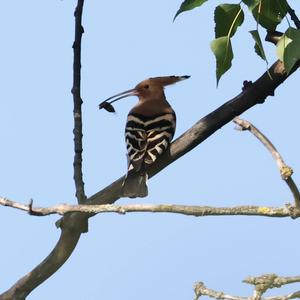 Eurasian Hoopoe