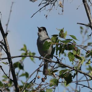 Blackcap