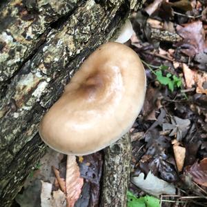 Fawn Mushroom