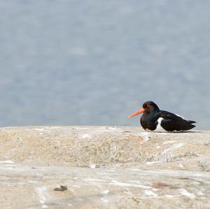 Eurasian Oystercatcher