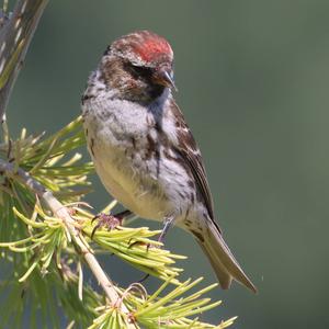 Common Redpoll