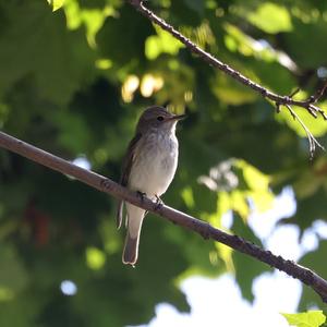 Spotted Flycatcher