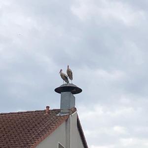 White Stork