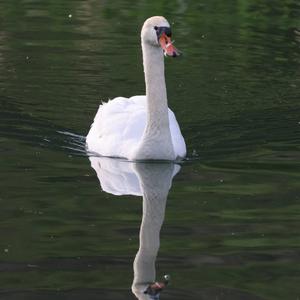 Mute Swan