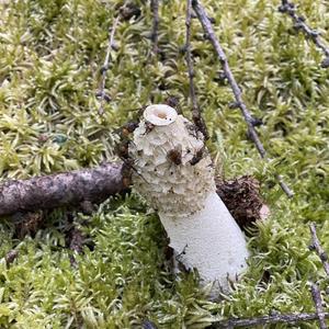 Stinkhorn, Common